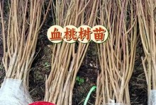 桃树的生长速度及其影响因素（一年能长多少？如何促进生长？）