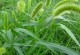 狗尾草——一种生机勃勃的多年生植物（荒野之美，独特的狗尾草）