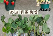 草莓苗栽种盆的选择（草莓苗盆选用指南｜如何挑选适合草莓苗生长的盆？）
