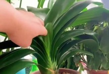 如何养护君子兰（打造健康繁盛的君子兰花园）