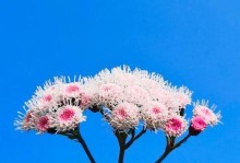 阳光向上，植物做伴（探寻象征阳光积极向上的植物）