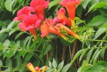 探秘凌霄花的神奇功效（从美容养生到药用治疗，一植多用的天然良药）