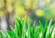 草芽是什么植物类别？（揭秘草芽的种类、生态及药用价值。）