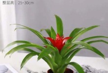浇水过多如何拯救凤梨花（水浸根，枯死植株该怎么办？）