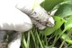 以花缺肥料怎么施肥？（为花提供充足的营养，呵护花儿健康成长）