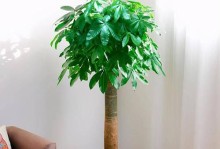 室内养树有妙招（15种适合室内种植的树）