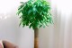 室内养树有妙招（15种适合室内种植的树）