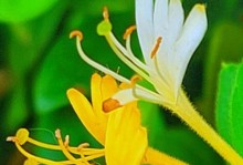金银花的冬季养护（如何让金银花安全过冬）