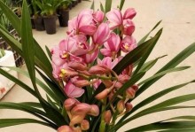 《大花惠兰的花苞护理指南》（揭秘大花惠兰花苞的成长之道）