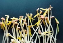 豆芽种植指南（种植时间、方法和注意事项全面解析）