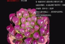 水晶玉露多肉的养殖技巧（如何让水晶玉露多肉饱满通透）