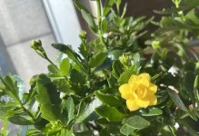 长寿菊盆栽的科学浇水方法（让长寿菊健康茁壮成长的关键一招）