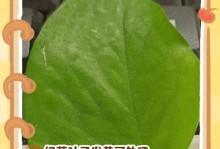 夏天绿萝老叶子发黄的原因及处理方法（绿萝叶子发黄的关键问题和实用护理建议）