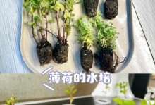 薄荷水植的方法和技巧（以薄荷怎么水植为例，分享水植的步骤和要点）
