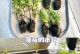 薄荷水植的方法和技巧（以薄荷怎么水植为例，分享水植的步骤和要点）