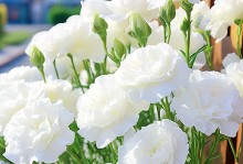 桔梗花花期（探秘桔梗花开放的时间与特点）