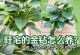金钻花养殖全攻略（室内美丽的金钻花怎么养护？养殖技巧大揭秘！）