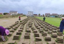 马尼拉草坪枯死的原因及解决办法（分析马尼拉草坪枯死的原因，提供有效的解决办法，让草坪恢复生机）