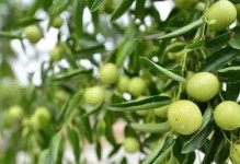 天津市适合种什么树（优美环境从这里开始-天津市最佳树种选择）