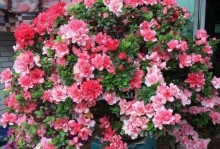 探秘杜鹃花的品种丰富性（杜鹃花的品种数量与特色分析）