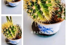 仙人球变黄变硬怎么办？（教你救救你的仙人球！）