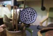 螺蛳壳——自然无污染的肥料（从厨余垃圾到营养肥料，螺蛳壳的再利用）
