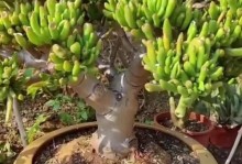 打造幸运财富的神奇植物——肉肉植物吸财树（养护技巧、繁殖方法及财运提升）