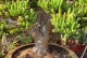 打造幸运财富的神奇植物——肉肉植物吸财树（养护技巧、繁殖方法及财运提升）