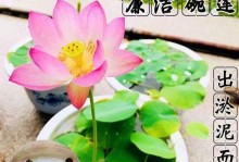 如何种植睡莲？（教你从睡莲种子到水草美景的养护）