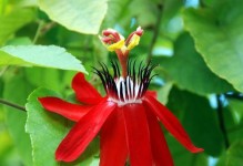 红花——中国传统药用花卉（别名“郁金”、“藏红花”、治疗多种疾病的利器）