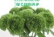 丝石竹的种植与养护（打造迷人庭院的不二选择）