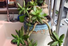 玫瑰花的养护需不需要每天浇水？（水是玫瑰花生长的必需品吗？如何正确浇水？每天浇水会不会过多？）