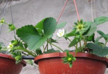 草莓冬季养护指南（如何让草莓在冬季茁壮成长）
