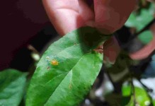 解决海棠叶上长刺问题的方法（海棠叶子上长刺怎么办？一起来了解解决方法吧！）