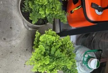 铁线蕨的养护指南（了解铁线蕨养护要点，打造健康美丽的盆景）