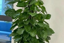 如何养好家里的绿萝（关于绿萝养护的秘诀与技巧）