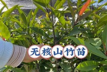 广西山竹种植探究（寻找山竹种植的适宜条件）