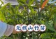广西山竹种植探究（寻找山竹种植的适宜条件）