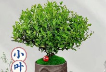 小叶赤楠开花的特点（探秘小叶赤楠的花朵神秘面纱）
