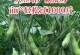 大豆高产种植技术与管理方法（掌握大豆高产的五项技术及有效管理方法）