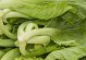 了解芥菜——一种健康蔬菜（起源、品种、营养价值、烹饪方法等全面解析）