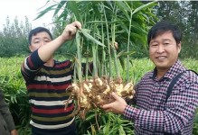 以涝地没法浇水怎么施肥（探索适合涝地的施肥方法）