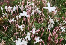 素馨花的开花时间及特点（素馨花开花的季节、花期及花语）