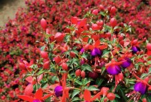 宝莲灯花的开花特性（揭开宝莲灯花的花期之谜）