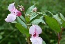 解密凤仙花（探究凤仙花的生命周期与特性，揭开一年生植物的真相）