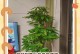 发财树嫁接的技巧与方法（掌握嫁接技术，让你的发财树茁壮成长）
