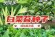 白菜的浇水之道（春夏秋冬浇水不同，掌握技巧不愁病虫害）