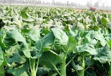 芥兰的最佳播种时间（掌握正确的种植时间，迎来更好的芥兰收成）