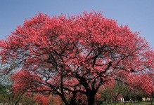 李树几年结果实，盘点其种植与管理技巧（探究李树的结果表现和栽培策略，打造高产优质果园）