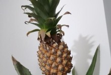 冬季养护菠萝苗的小技巧（菠萝苗冬天会冻死吗？该如何避免？）